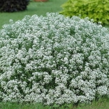 Snježne princeze alyssum (lobularia snježna princeza): fotografija,...