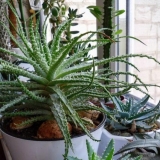 Aloe arborescens (agava)