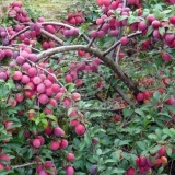 Kubanska kometa trešnje šljive