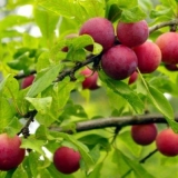 Šator od trešnje: opis, fotografija, sadnja i njega, da li je moguć...