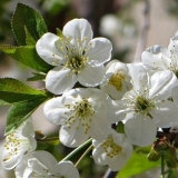 Trešnja (šljiva) putnik