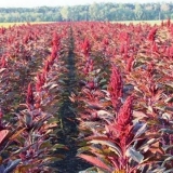 Amarant - kakva biljka, gdje raste, kako izgleda