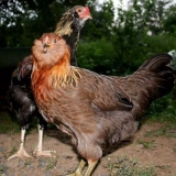 Ameraucana (pasmina pilića): opis