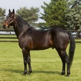 Američke rase konja