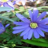 Anemone blanda: sadnja i njega