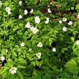 Hrast anemone: fotografija, sadnja i njega