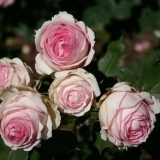 Engleska hibridna čajna ruža piling prva dama (prva dama)