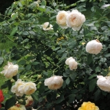 Engleska park ruža judy de obscurus: opis, fotografija, recenzije