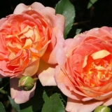 Engleska ruža lady of shalott (lady of shalott): fotografija i opis sorte