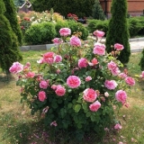 Engleska ruža princeza aleksandra od kenta (princeza aleksandra od kenta)