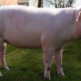 Engleske pasmine jorkširskih svinja i njihove karakteristične karakteristike pasmine od velikih bijelih