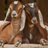 Anglo-nubijska pasmina koza: držanje i ishrana