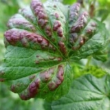 Antraknoza ribizle - liječenje i preparati, kako liječiti crvene mrlje na listovima