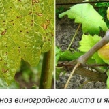 Antraknoza grožđa - liječenje narodnim lijekovima, mjere suzbijanja i preparati