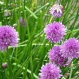 Anzur - div, planinski luk-češnjak, uzgoj