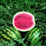 Lubenica grimizno slatka