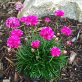 Morska armeria: sadnja i njega, fotografija