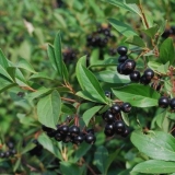 Aronija aronija: sadnja i njega