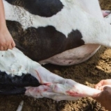 Asfiksija kod teladi