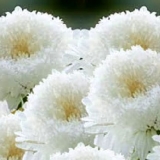 Aster pompon: uzgoj iz sjemena, kada saditi