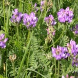 Danski astragalus: opis, fotografija, upotreba u tradicionalnoj med...