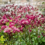 Velika astrantia (astrantia major): fotografija cvijeća u cvjetnoj ...