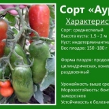 Paradajz auria: karakteristike sorte, načini uzgoja i sadnje