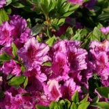 Azalea kenigstein: opis, sadnja i njega, zimska otpornost