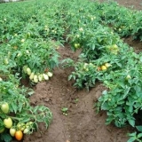 Azotna đubriva za paradajz