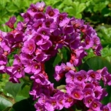 Badan: fotografija cvijeća u pejzažnom dizajnu na web mjestu