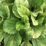 Badan galina serova (galina serova): opis hibridne sorte sa fotogra...