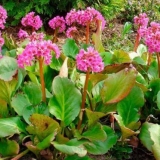 Badan srdačan: crvena zvijezda, rotblum, ljepota, fotografija, sadnja sjemena, njega