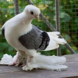 Bakuski ratni golubovi: sorte, fotografije i video zapisi