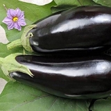 Patlidžan nilski konj f1