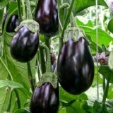 Patlidžan crni zgodan