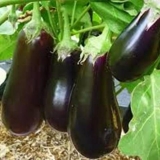 Kavijar od patlidžana f1