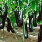 Maratonac od patlidžana