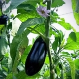 Eggplant maria