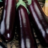 Patlidžan je san baštovana