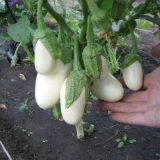 Okus pečuraka patlidžana