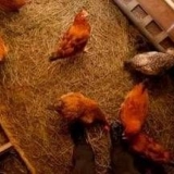 Bakterije u kokošinjcu: recenzije