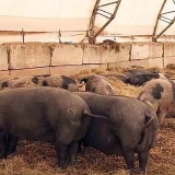 Bakterije za posteljinu u svinjcu