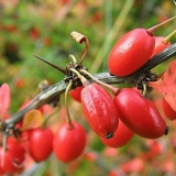 Žutika harlekin (harlekin): opis i fotografija
