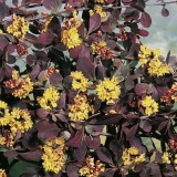 Žutika atropurpurea (berberis thunbergii atropurpurea)