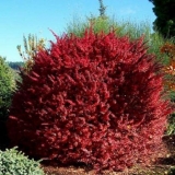 Zlatni prsten žutika (berberis thunbergii zlatni prsten)