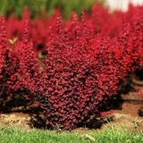 Žutika narandžasta rukola