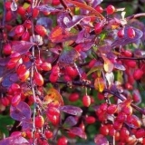 Žutika: sadnja i njega