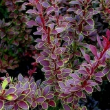 Žutika thunberg zlatni prsten