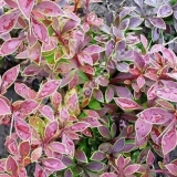 Žutika thunberga coronita