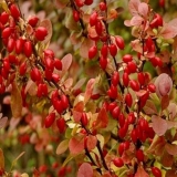 Žutika thunberga crveni stup